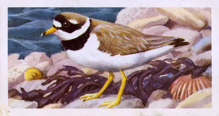 Framed Print : Ringed Plover Framed Print : Ringed Plover