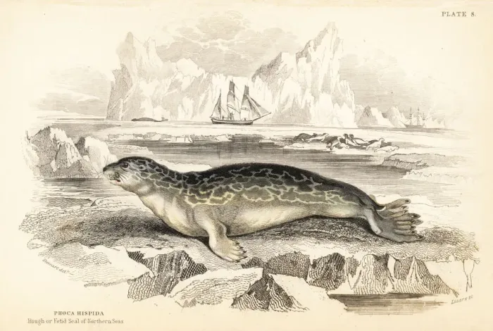 Framed Print : Ringed seal, Phoca hispida Framed Print : Ringed seal, Phoca hispida