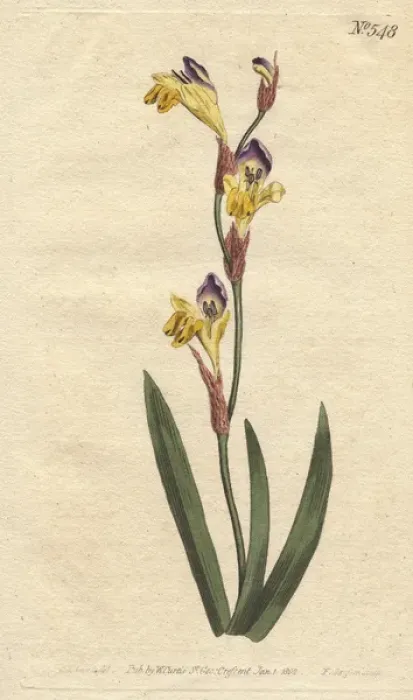 Framed Print : Ringent ixia with yellow, purple and brown Framed Print : Ringent ixia with yellow, purple and brown
