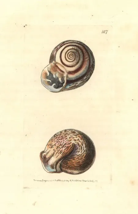 Framed Print : Ringent snail, Helix ringens Framed Print : Ringent snail, Helix ringens