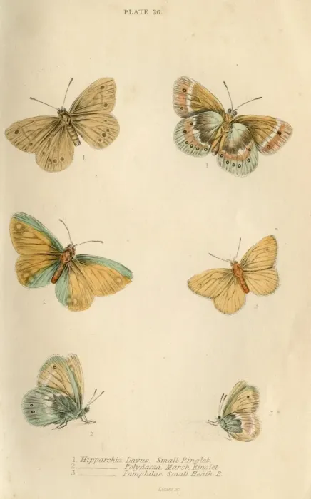 Framed Print : Ringlet Butterflies Framed Print : Ringlet Butterflies