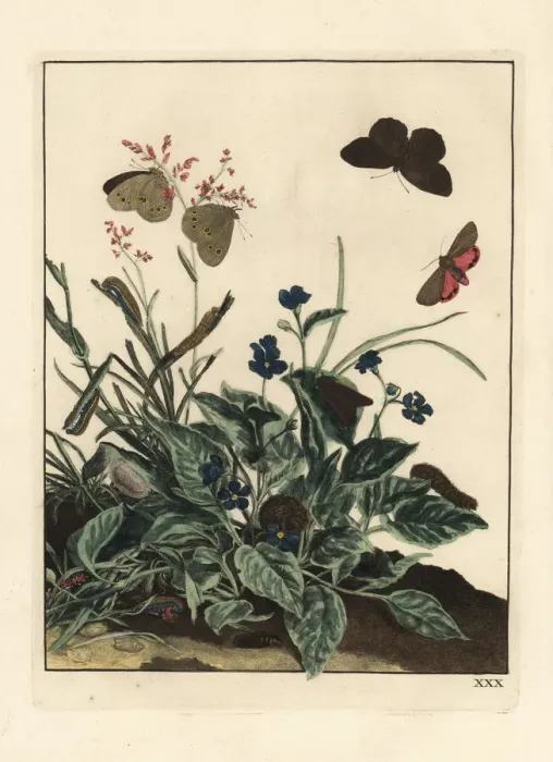 Framed Print : Ringlet butterfly, Aphantopus hyperantus Framed Print : Ringlet butterfly, Aphantopus hyperantus
