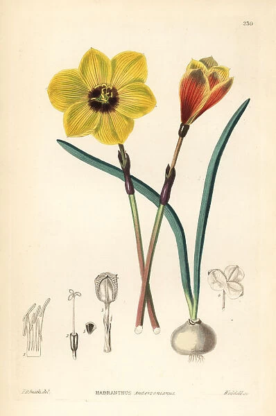 Rio Grande copperlily, Habranthus tubispathus