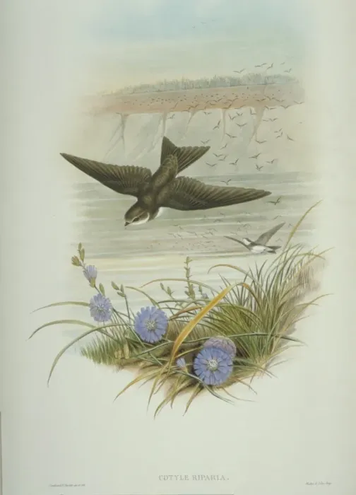 Framed Print : Riparia riparia, collared sand martin Framed Print : Riparia riparia, collared sand martin