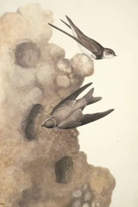 Framed Print : Riparia riparia, sand martin Framed Print : Riparia riparia, sand martin