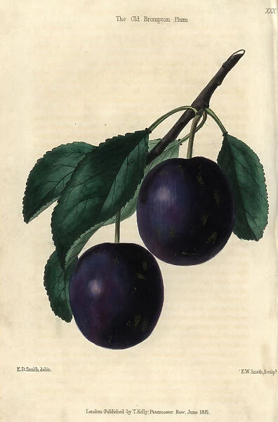 Ripe blue purple Old Brompton Plum, Prunus domestica