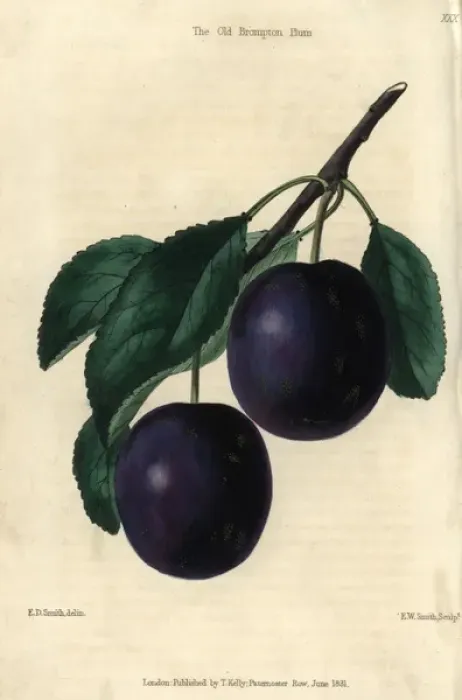 Framed Print : Ripe blue purple Old Brompton Plum, Prunus domestica Framed Print : Ripe blue purple Old Brompton Plum, Prunus domestica