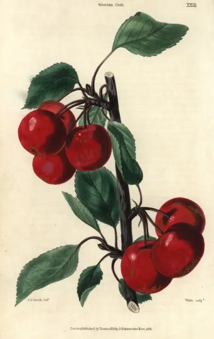 Framed Print : Ripe crimson Siberian Crab cherries, Prunus species Framed Print : Ripe crimson Siberian Crab cherries, Prunus species