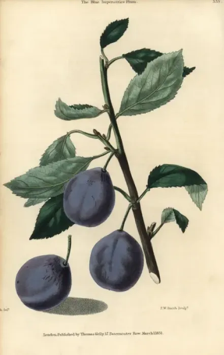 Framed Print : Ripe fruit and leaves of the Blue Imperatrice Framed Print : Ripe fruit and leaves of the Blue Imperatrice