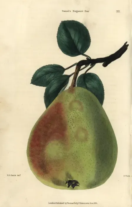 Framed Print : Ripe fruit and leaves of Gansels Bergamot Framed Print : Ripe fruit and leaves of Gansels Bergamot