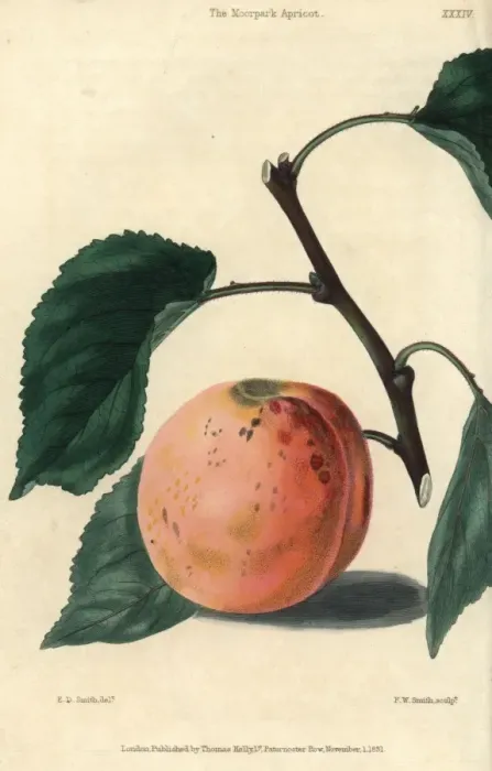 Framed Print : Ripe fruit and leaves of the Moorpark Apricot Framed Print : Ripe fruit and leaves of the Moorpark Apricot