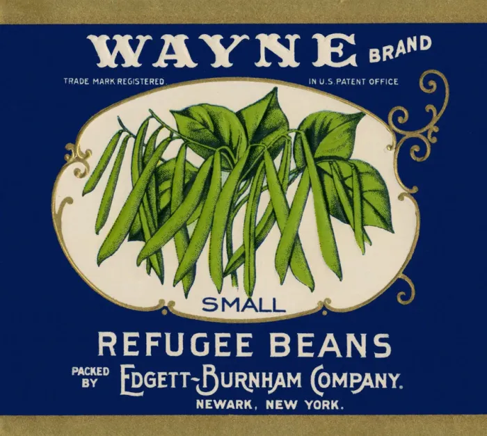 Framed Print : Ripe Green Beans