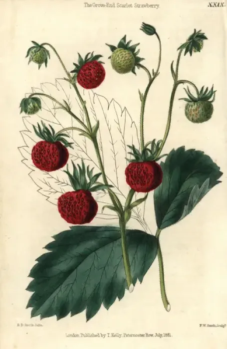 Framed Print : Ripe and green fruit of the Grove End Scarlet Framed Print : Ripe and green fruit of the Grove End Scarlet