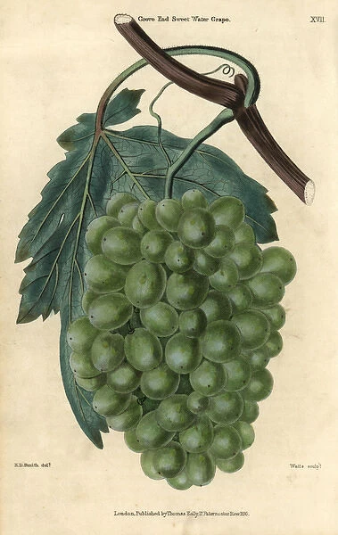 Ripe green grapes, vine and leaf of the Grove
