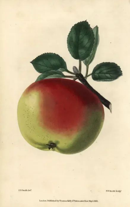 Framed Print : Ripe green and red fruit of the White Hawthornden Framed Print : Ripe green and red fruit of the White Hawthornden