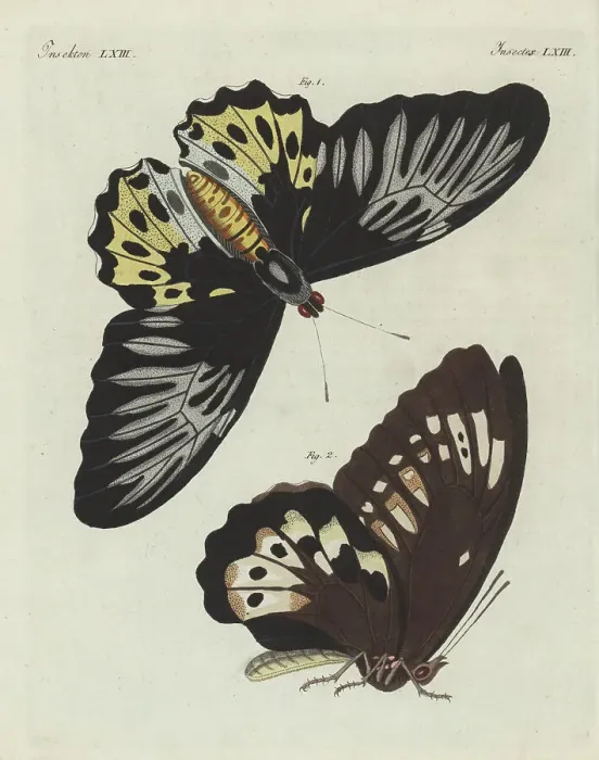 Framed Print : Rippon's birdwing, Troides hypolitus Framed Print : Rippon's birdwing, Troides hypolitus