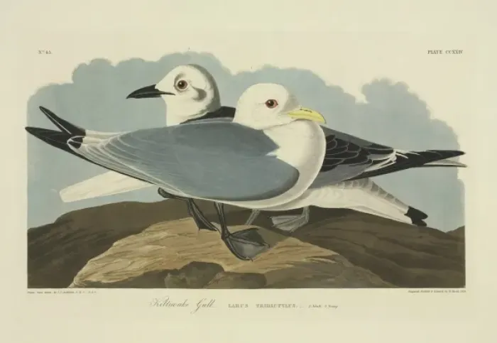 Framed Print : Rissa tridactyla, black-legged kittiwake Framed Print : Rissa tridactyla, black-legged kittiwake