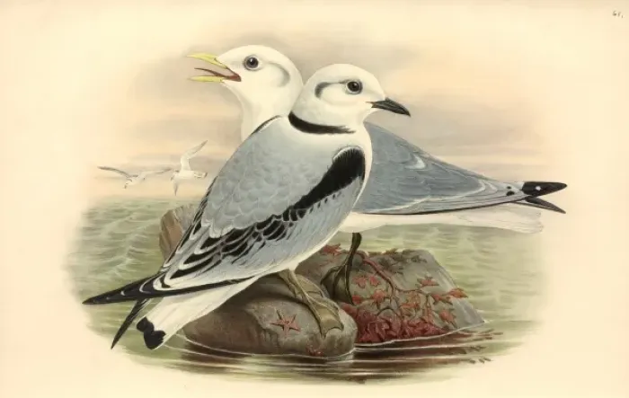Framed Print : Rissa tridactyla, black-legged kittiwake Framed Print : Rissa tridactyla, black-legged kittiwake