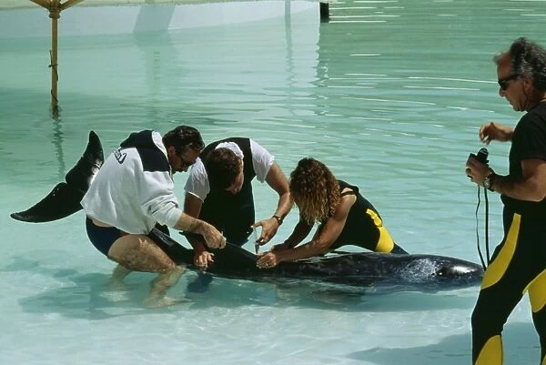 Rissos DOLPHIN - Being given medication by vet