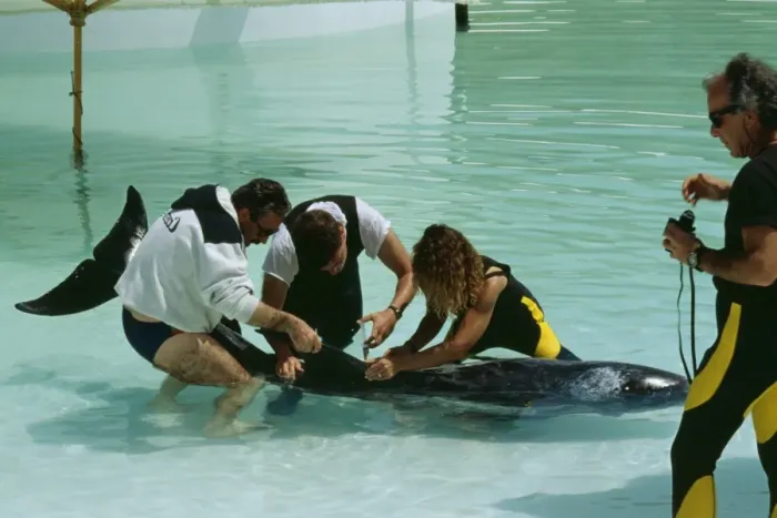 Framed Print : Rissos DOLPHIN - Being given medication by vet Framed Print : Rissos DOLPHIN - Being given medication by vet
