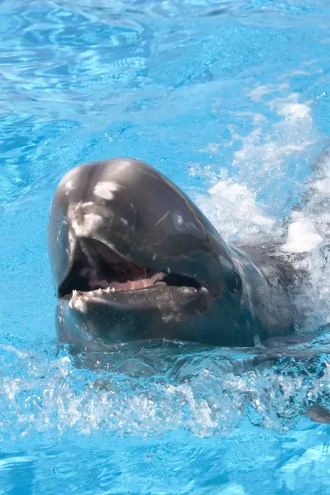 Framed Print : Rissos Dolphin with nose sticking out of water Framed Print : Rissos Dolphin with nose sticking out of water