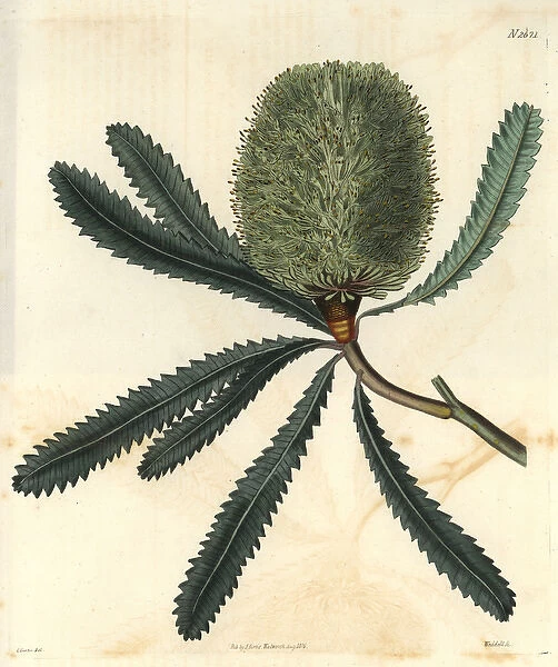 Rival banksia or Wallum banksia Banksia aemula