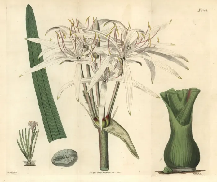 Framed Print : River crinum lily, Crinum viviparum Framed Print : River crinum lily, Crinum viviparum