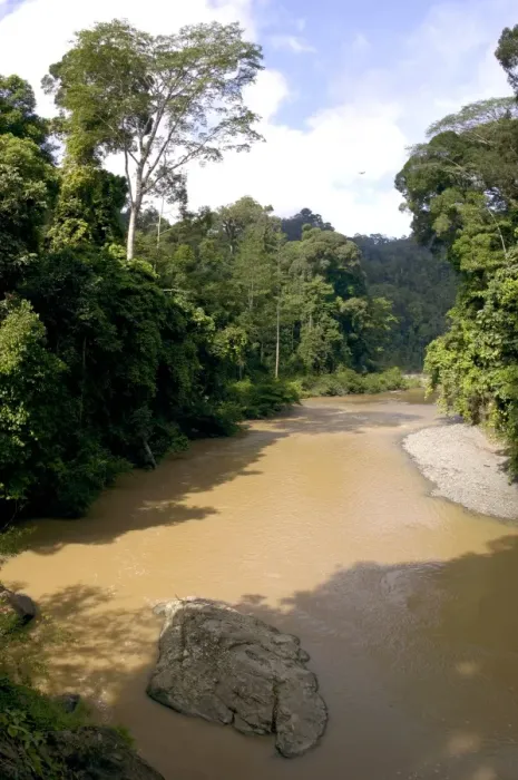 Framed Print : River Danum and primary rainforest on its banks Framed Print : River Danum and primary rainforest on its banks