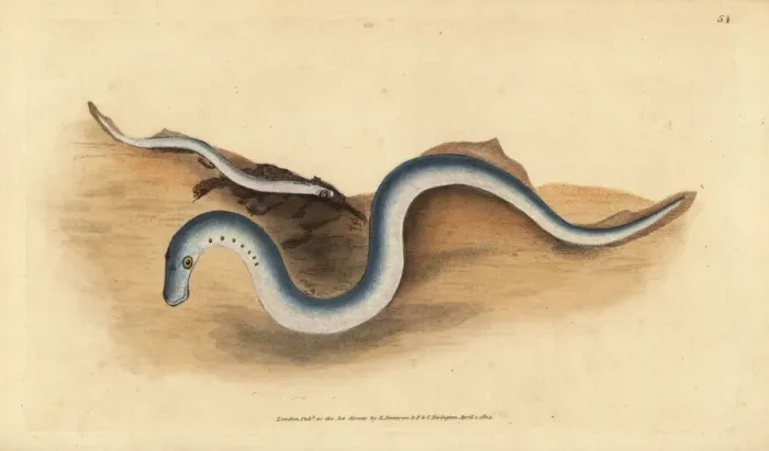 Framed Print : River lamprey, Lampetra fluviatilis