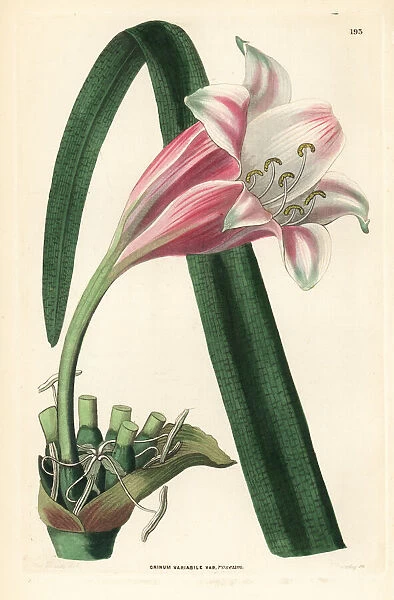 River lily, Crinum variabile