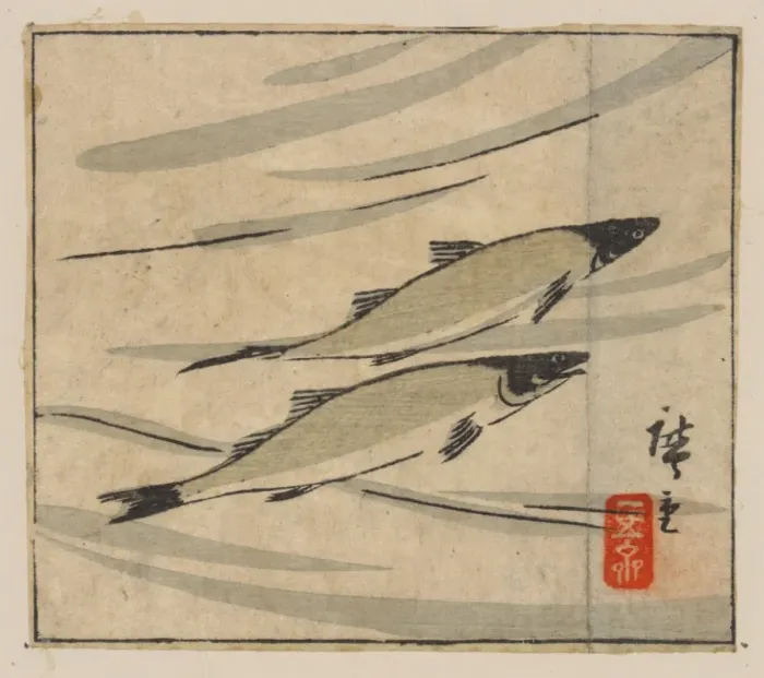 Framed Print : River trout (Ayu) Framed Print : River trout (Ayu)