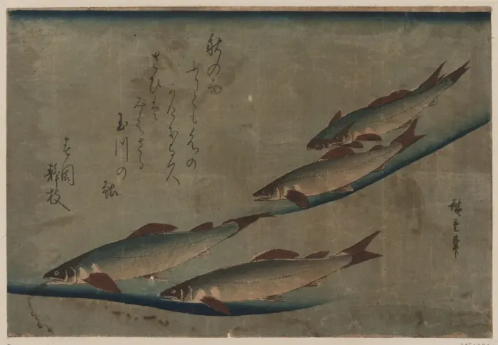 Framed Print : River trout (Ayu) Framed Print : River trout (Ayu)