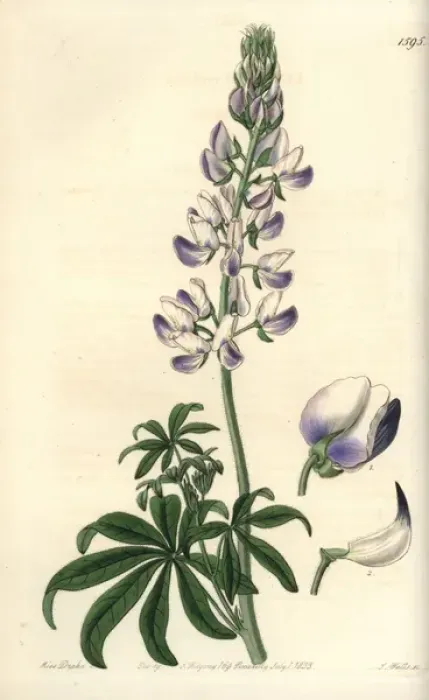 Framed Print : Riverbank lupine, Lupinus rivularis Framed Print : Riverbank lupine, Lupinus rivularis