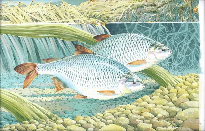 Framed Print : Roach by H.J. Oliver Framed Print : Roach by H.J. Oliver