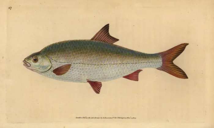 Framed Print : Roach, Rutilus rutilus Framed Print : Roach, Rutilus rutilus