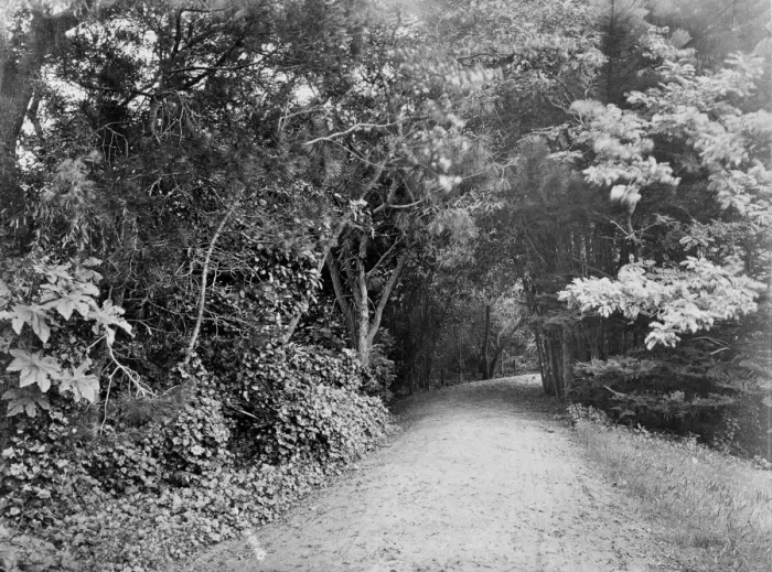 Framed Print : Road through trees Framed Print : Road through trees