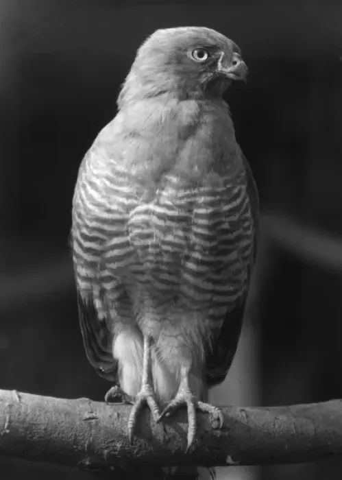 Framed Print : Roadside Hawk Framed Print : Roadside Hawk