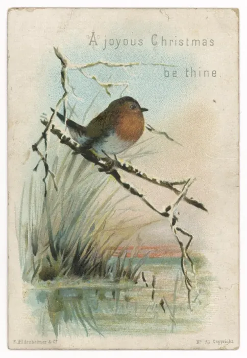 Framed Print : Robin on Bough Framed Print : Robin on Bough