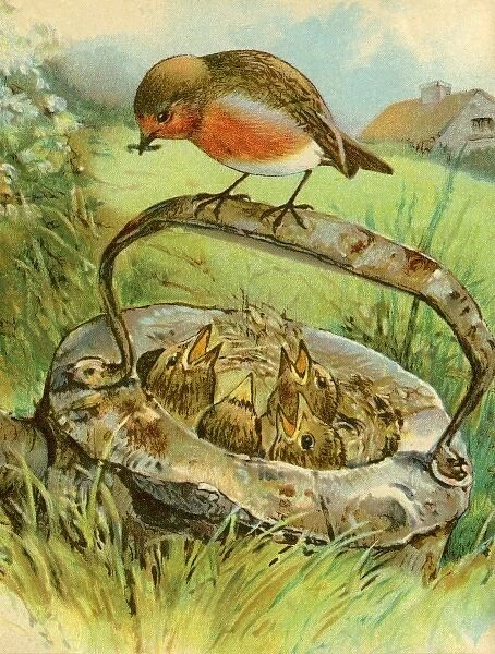 A robin feeding chicks