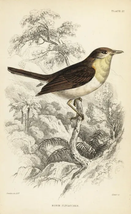 Framed Print : Robin flycatcher, Muscicapa rubecola Framed Print : Robin flycatcher, Muscicapa rubecola