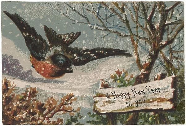 Robin Flying in Snow