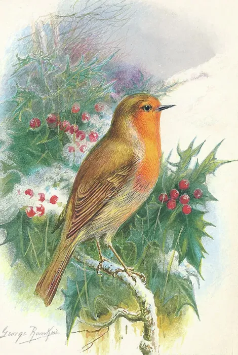 Framed Print : Robin by George Rankin Framed Print : Robin by George Rankin