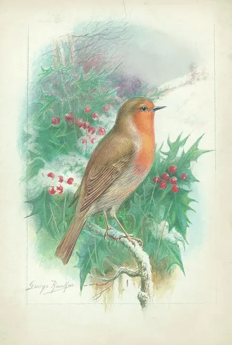 Framed Print : Robin by George Rankin Framed Print : Robin by George Rankin