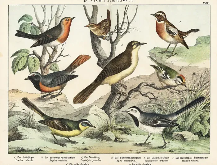 Framed Print : Robin, goldcrest, wren, etc Framed Print : Robin, goldcrest, wren, etc