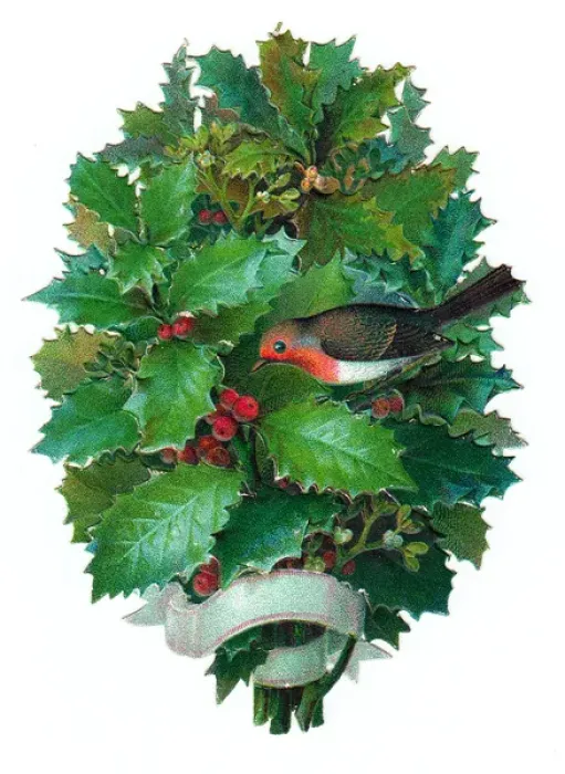Framed Print : Robin with holly on a Victorian Christmas scrap Framed Print : Robin with holly on a Victorian Christmas scrap