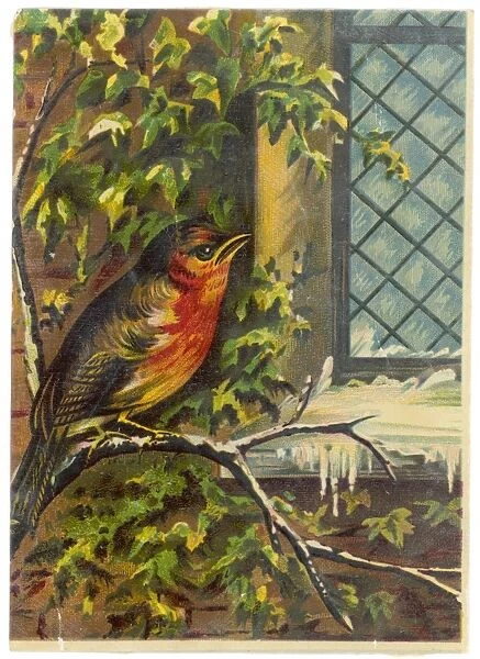 Robin Near Window