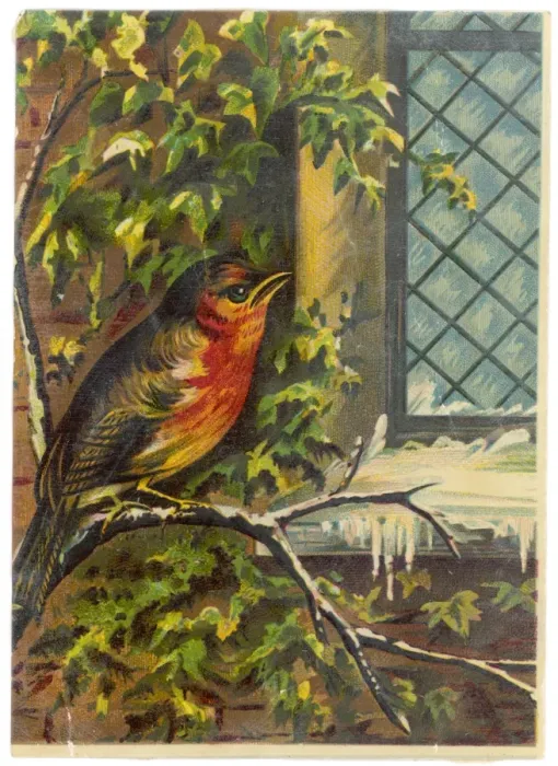 Framed Print : Robin Near Window Framed Print : Robin Near Window
