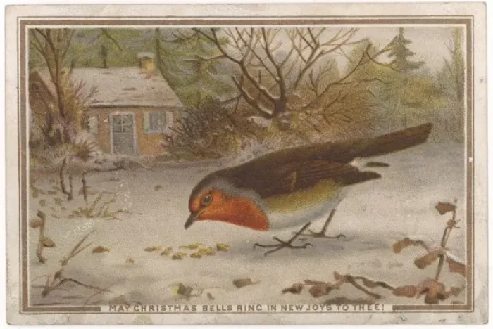 Framed Print : Robin Pecking Framed Print : Robin Pecking