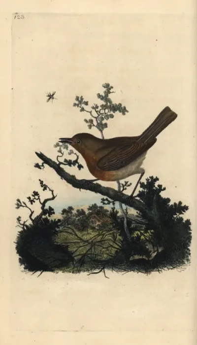 Framed Print : Robin redbreast, Erithacus rubecula Framed Print : Robin redbreast, Erithacus rubecula