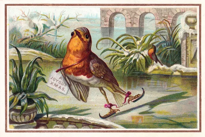 Framed Print : Robin skating on a Christmas card Framed Print : Robin skating on a Christmas card